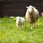 Lamb and adult sheep in a field