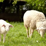 Two sheep grazing